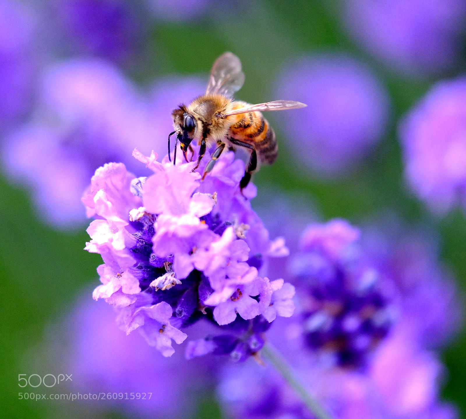 Fujifilm X-Pro2 sample photo. A bee. photography