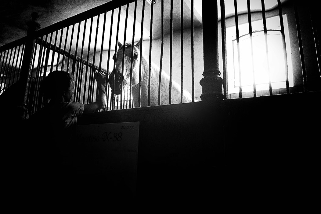 Sony Alpha a3000 sample photo. Maestoso photography