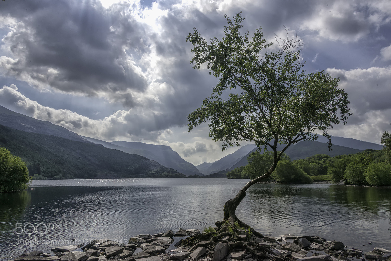 Nikon D800 sample photo. Lone tree lake padarn photography