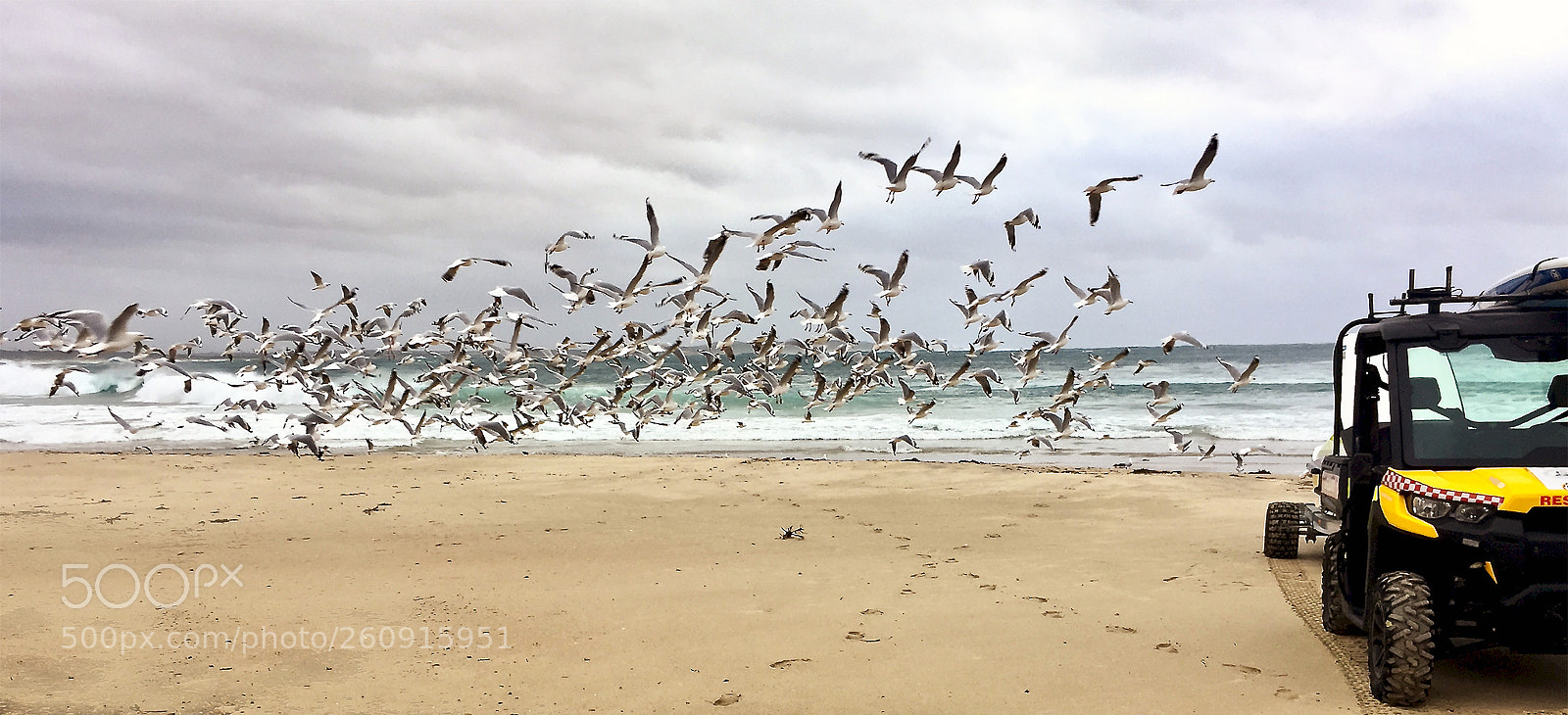 Apple iPhone 6 Plus sample photo. Gulls galore photography