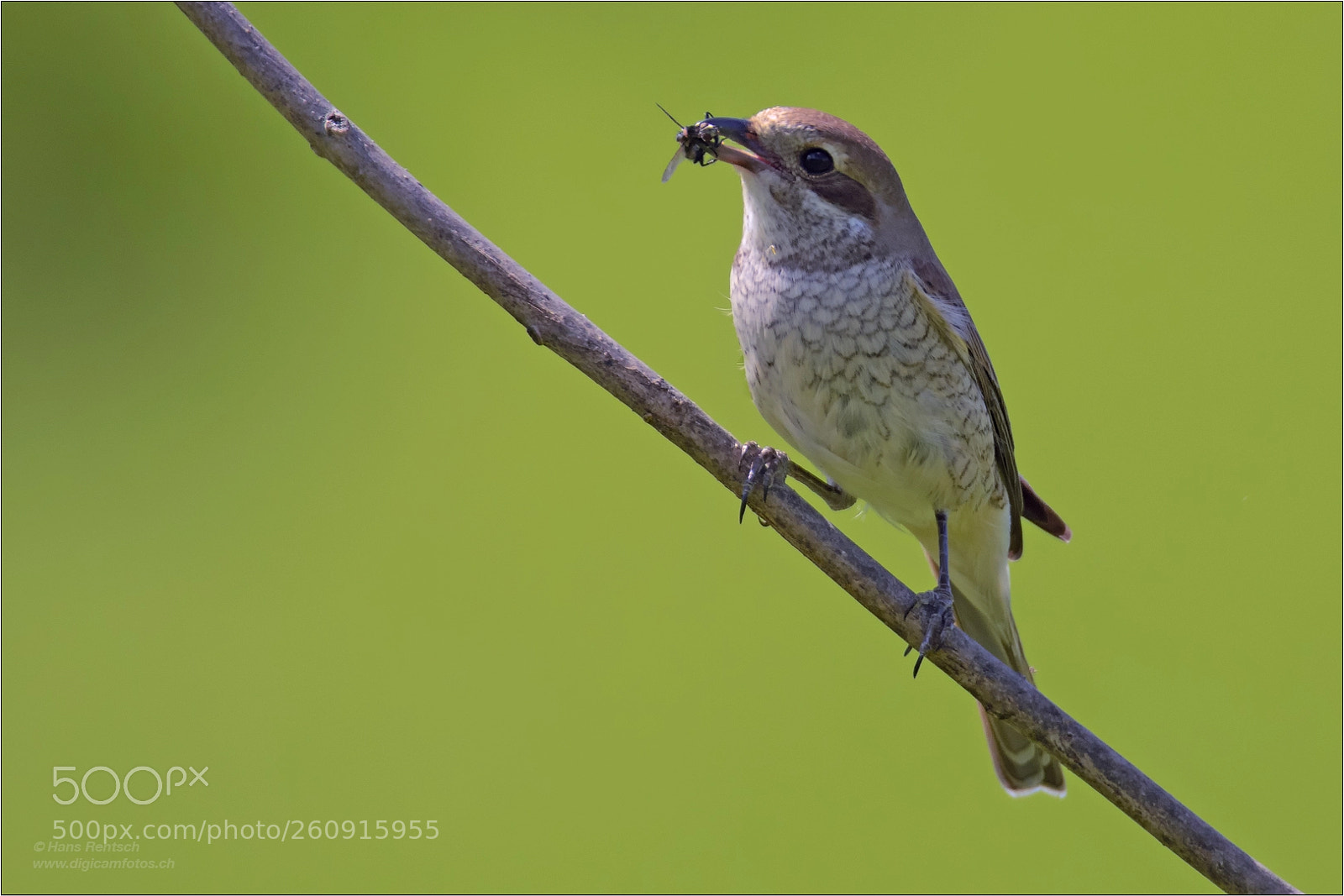 Nikon D850 sample photo. Red-backed shrike photography
