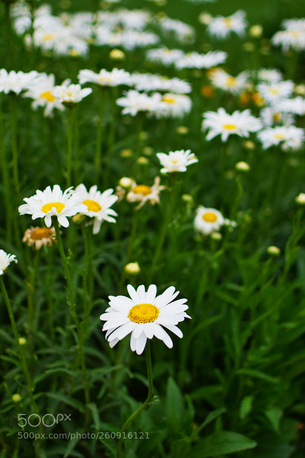 Nikon D5300 sample photo. Chamomile photography