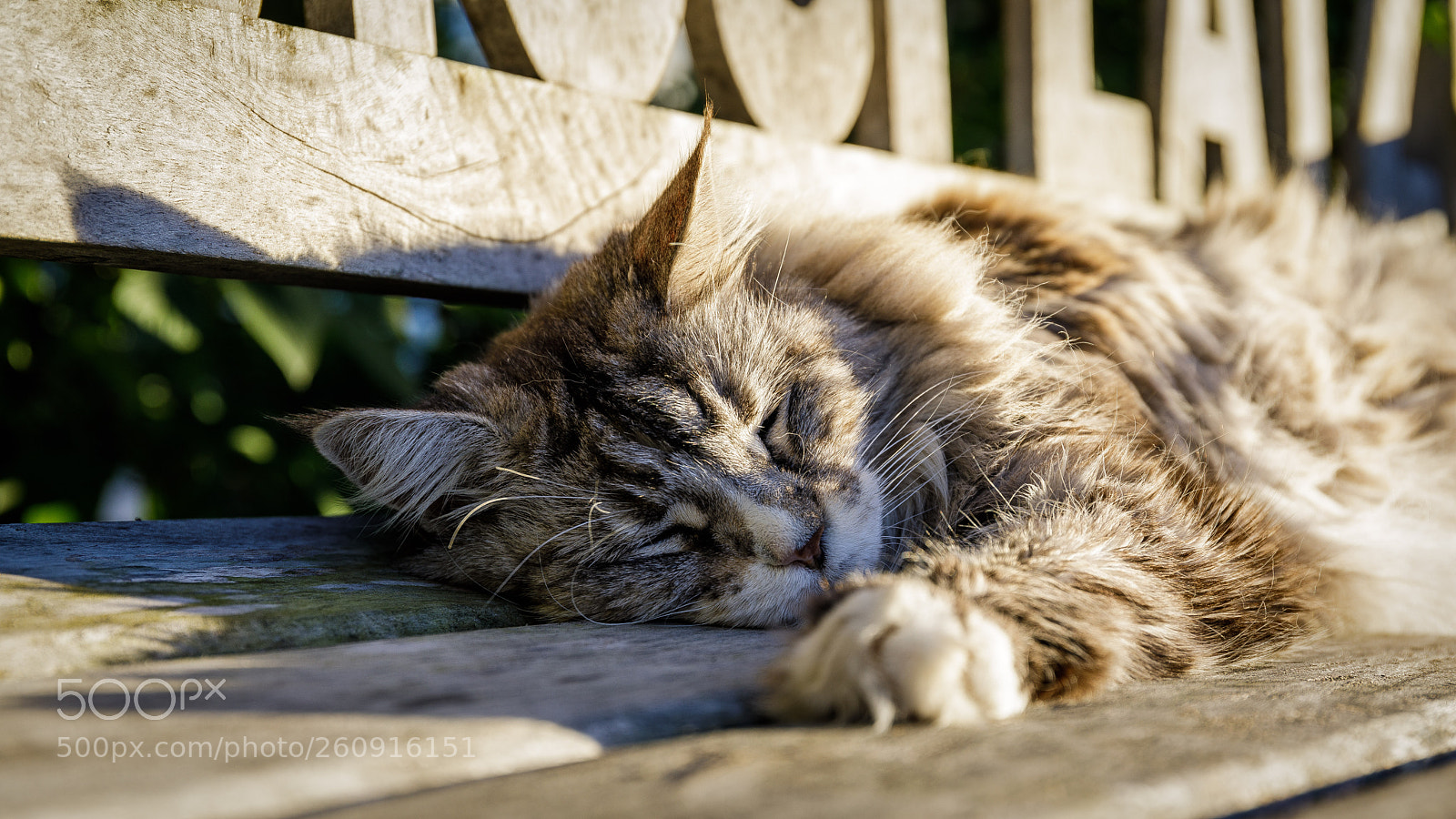 Canon EOS 5D Mark IV sample photo. When the sun beats photography