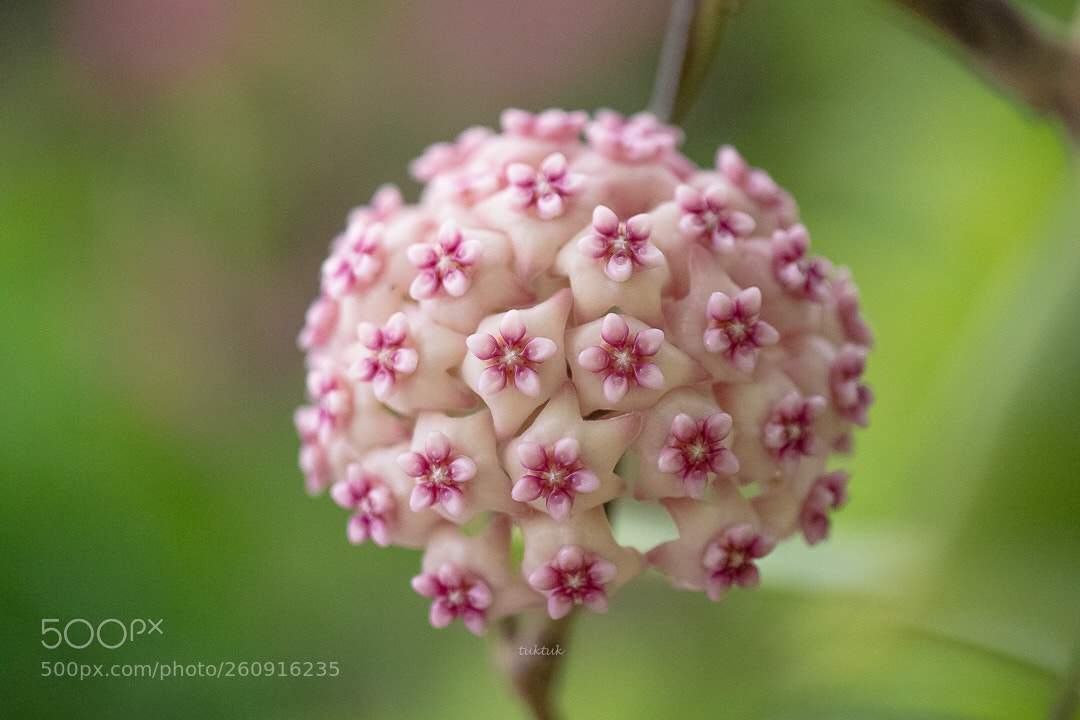 Panasonic Lumix DMC-GX8 sample photo. Hoya sweet scent photography