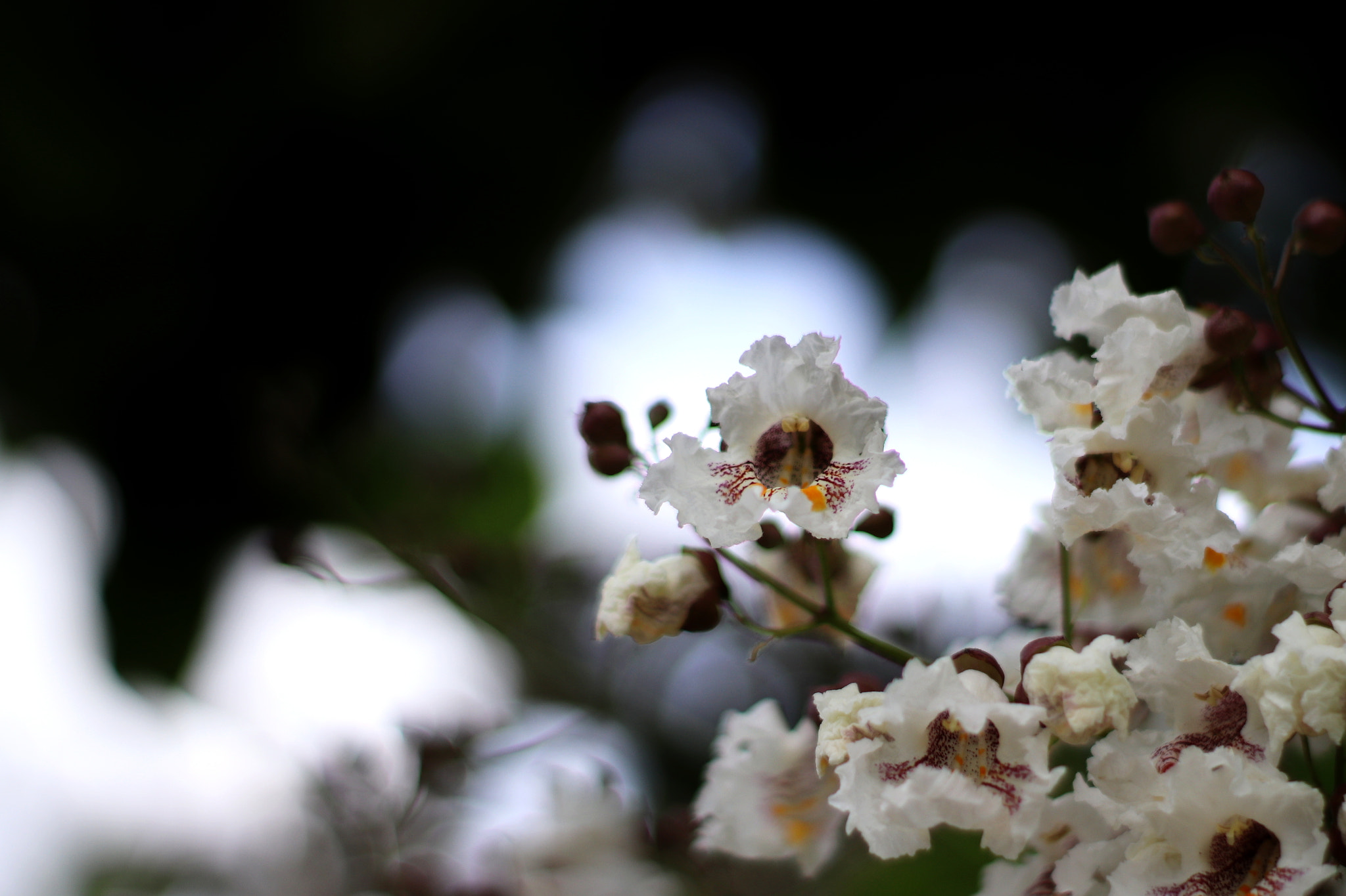 Canon 50mm sample photo. Spring white photography