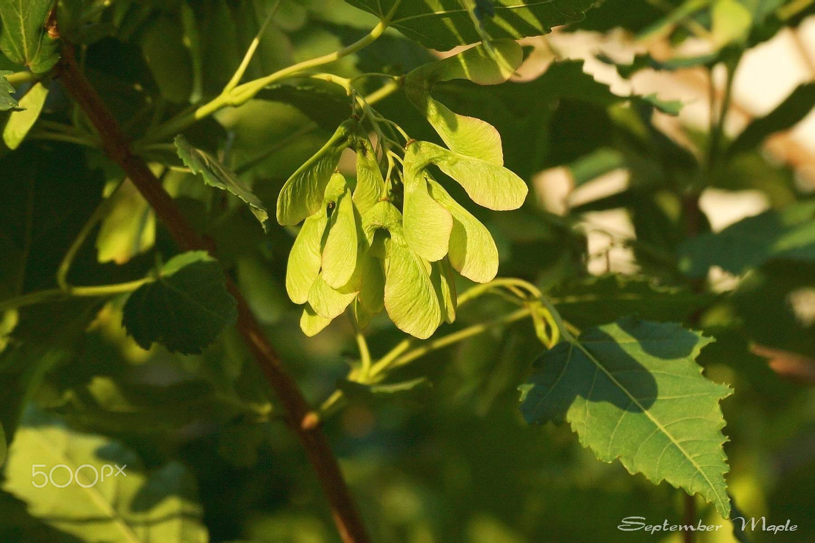 Sony SLT-A77 sample photo. 树种 photography