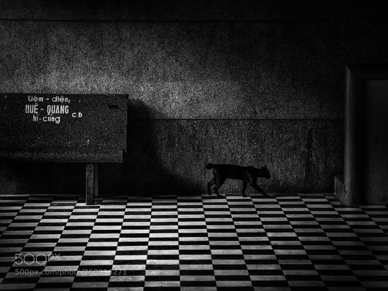 Nikon D3000 sample photo. El gato negro photography