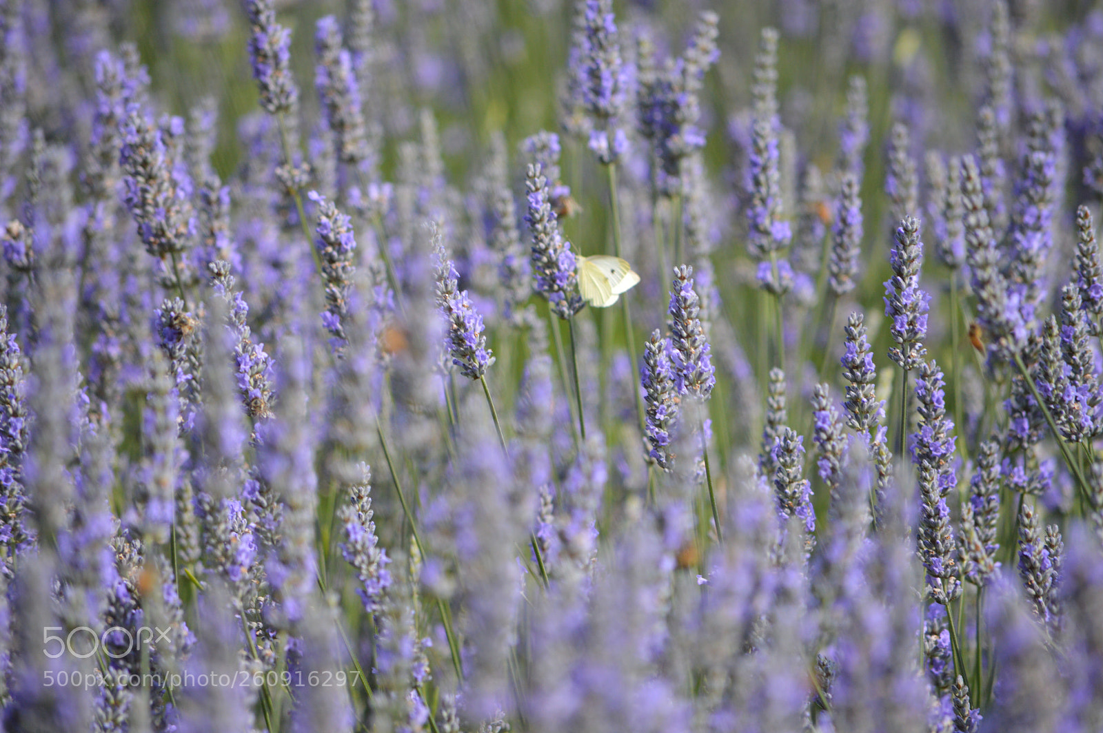 Nikon D3200 sample photo. Lavender fields  photography