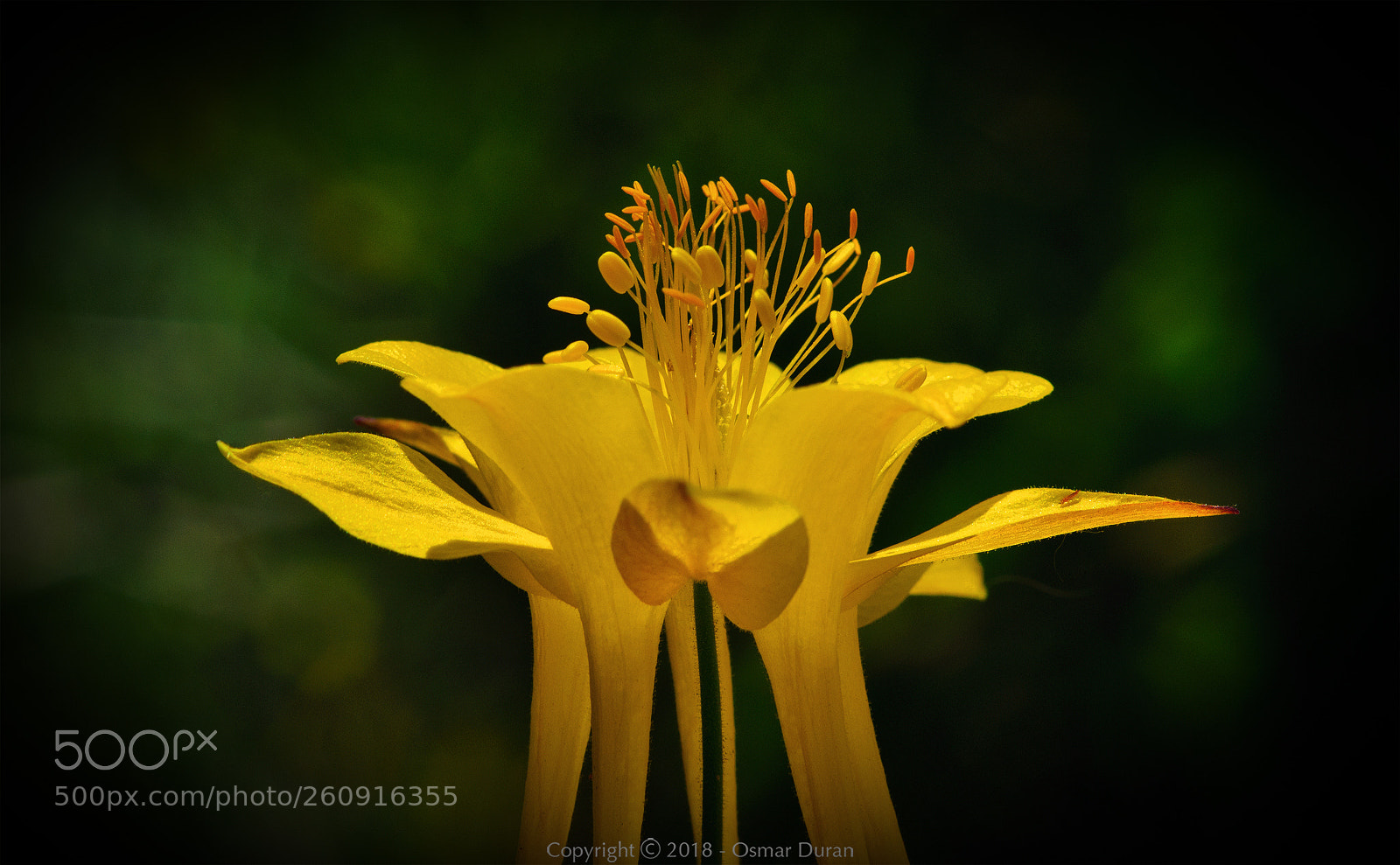 Nikon D300 sample photo. Golden columbine photography