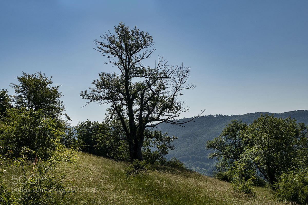 Sony a6300 sample photo. Bäume 040618-014 photography