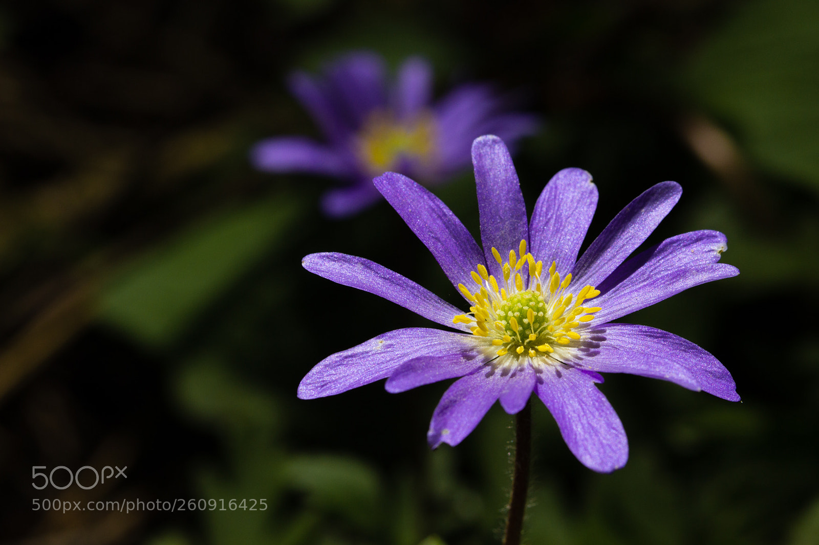 Canon EOS 600D (Rebel EOS T3i / EOS Kiss X5) sample photo. Violet photography
