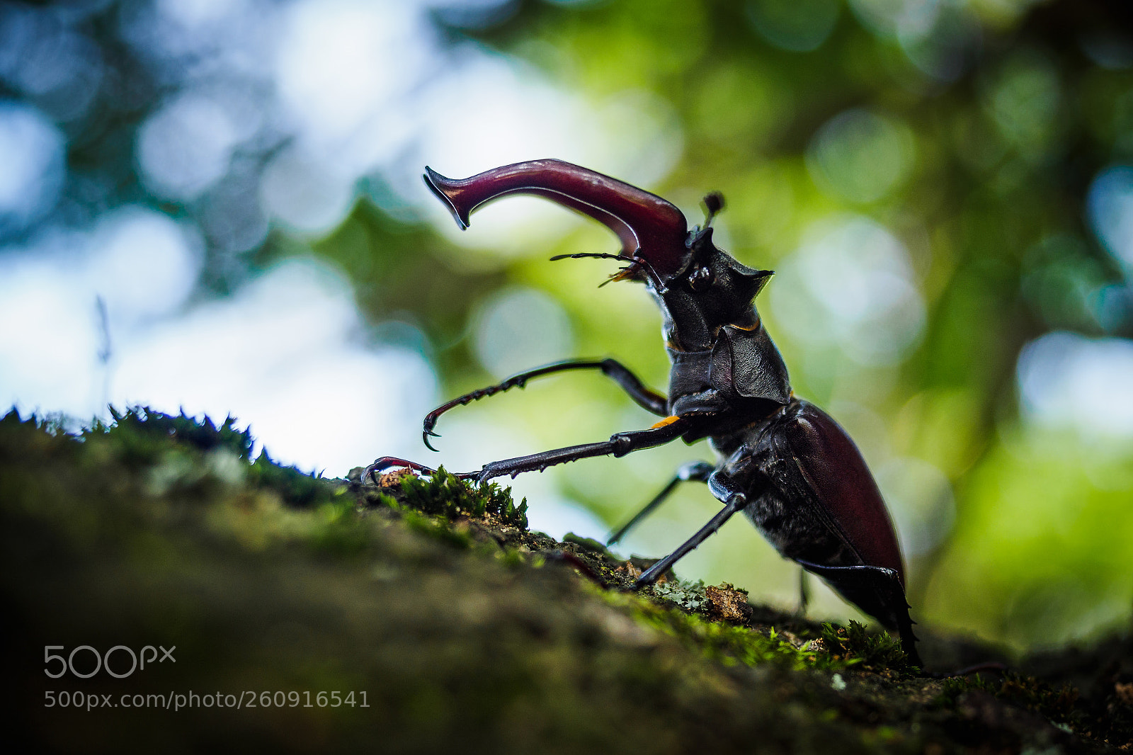 Olympus OM-D E-M5 II sample photo. Lucanus cervus photography
