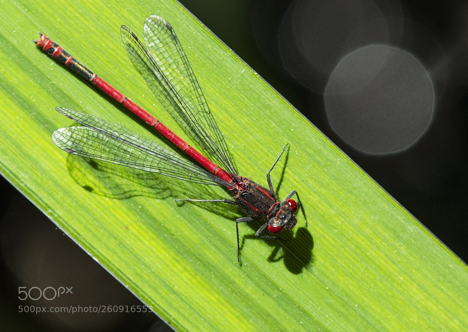 Nikon D850 sample photo. Pyrrhosoma nymphula - large photography