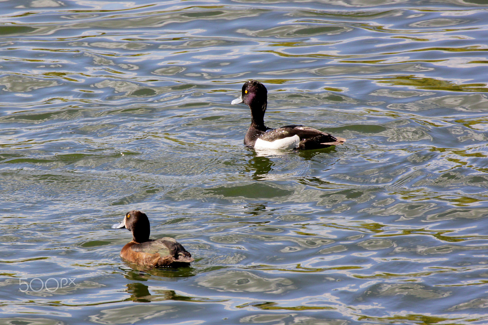 Canon EOS 500D (EOS Rebel T1i / EOS Kiss X3) sample photo. Tufted duck photography