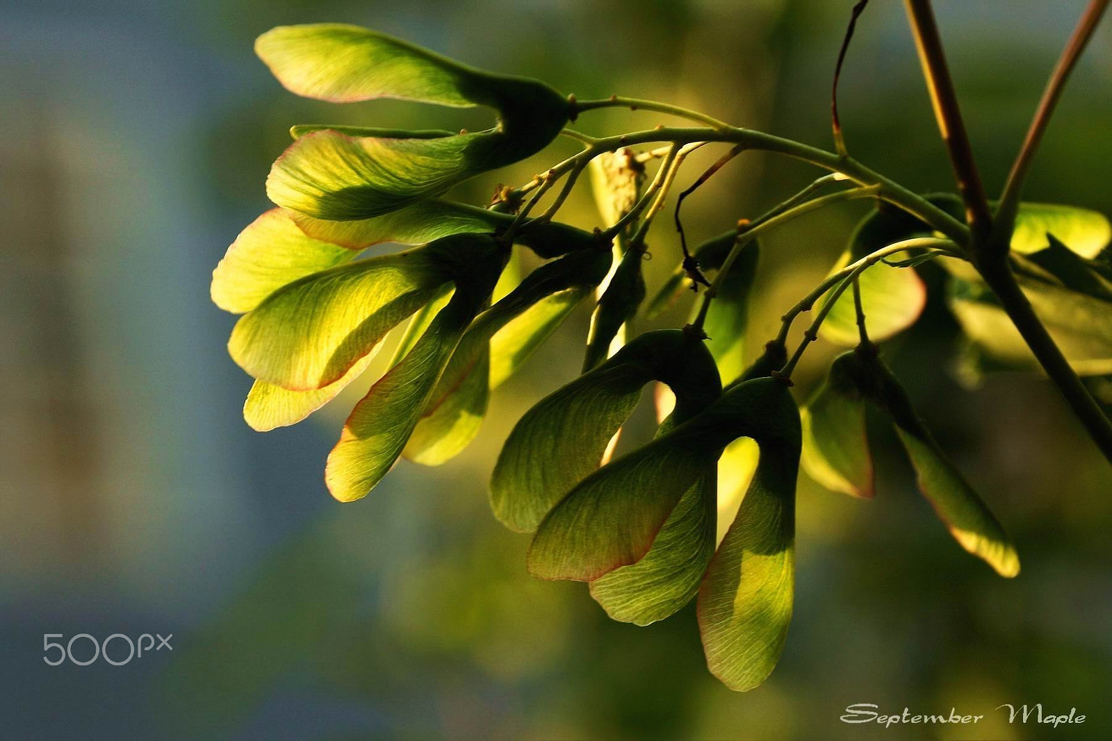 Sony SLT-A77 + Sony DT 18-135mm F3.5-5.6 SAM sample photo. 树种 2 photography