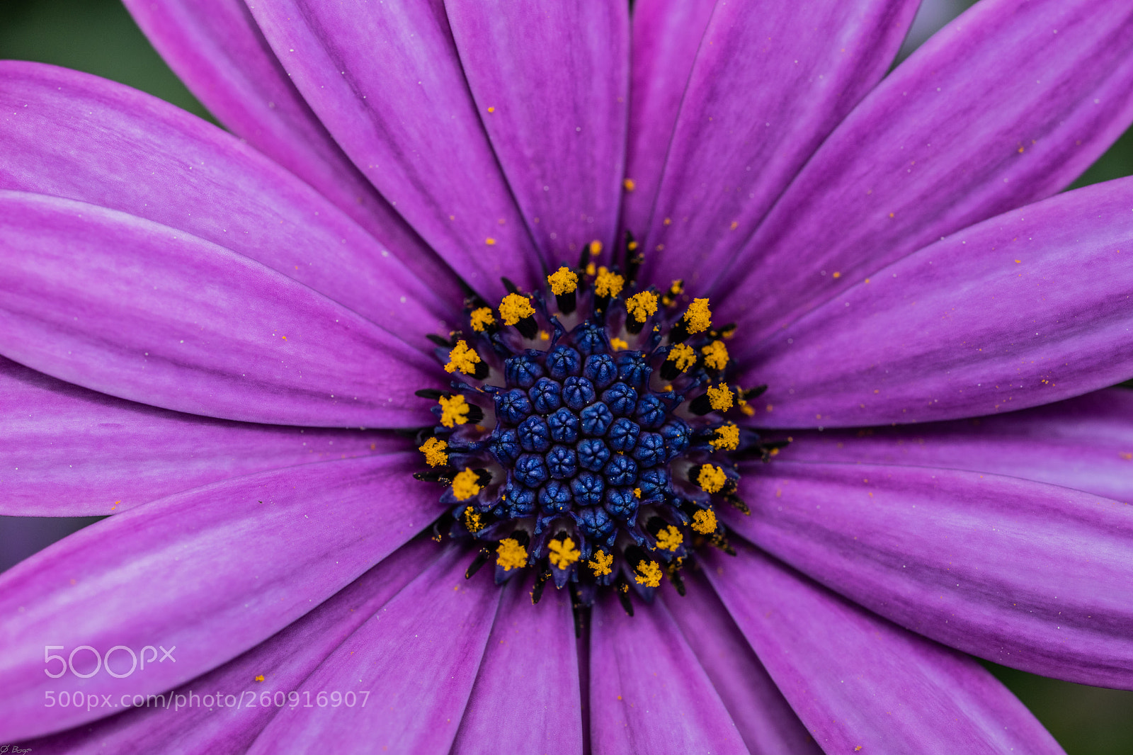 Canon EOS 5D Mark IV sample photo. Spanish daisy flower photography