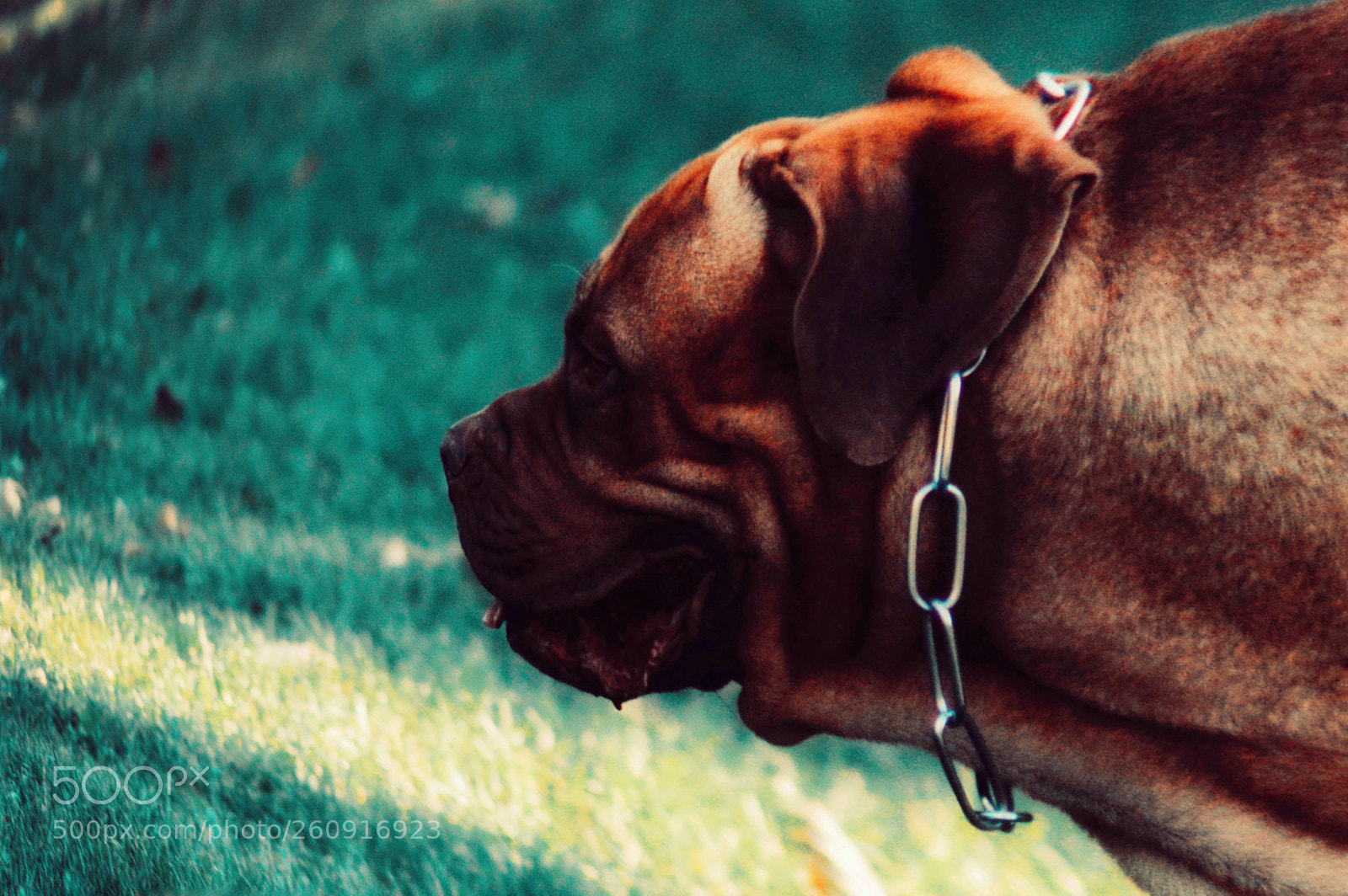 Nikon D3200 sample photo. Angry dog photography