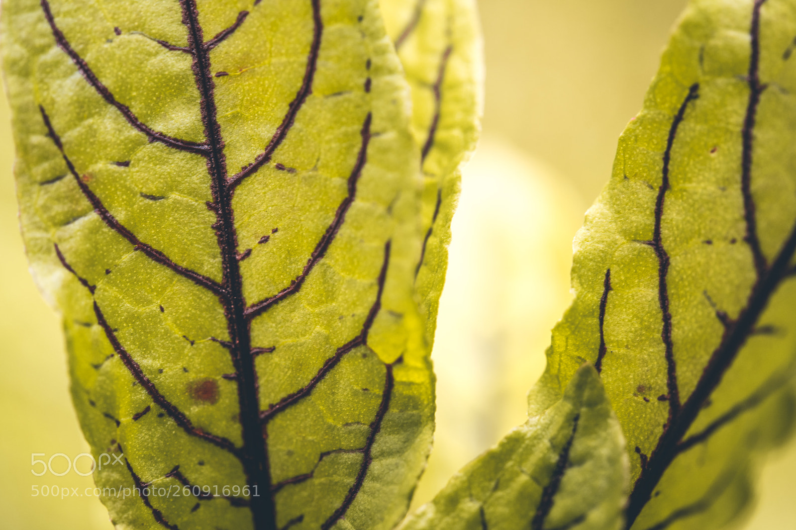Nikon D850 sample photo. Macro photography of insects photography