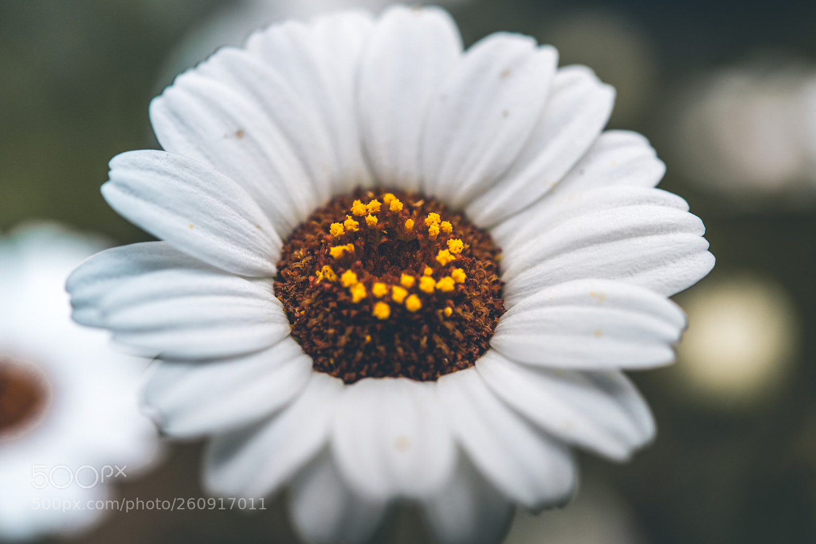 Nikon D850 sample photo. Macro photography of insects photography
