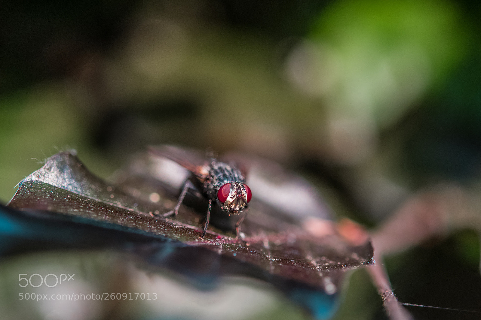 Nikon D850 sample photo. Macro photography of insects photography