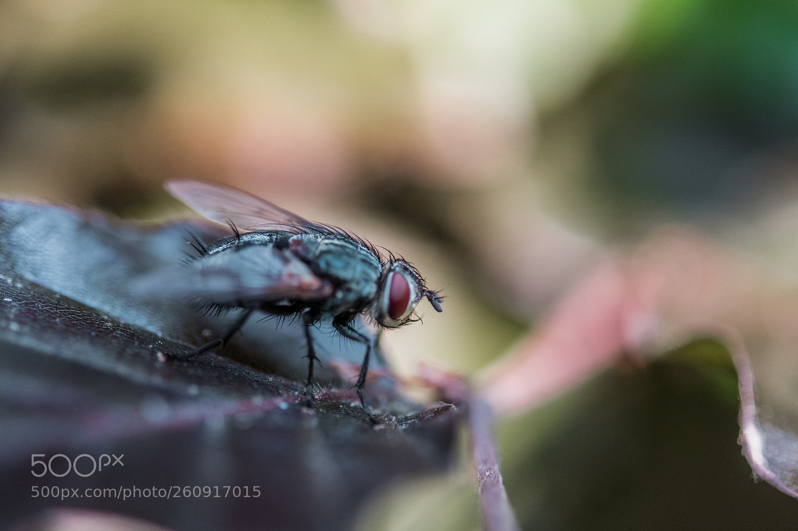 Nikon D850 sample photo. Macro photography of insects photography