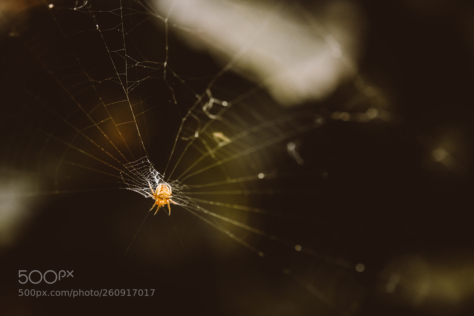 Nikon D850 sample photo. Macro photography of insects photography