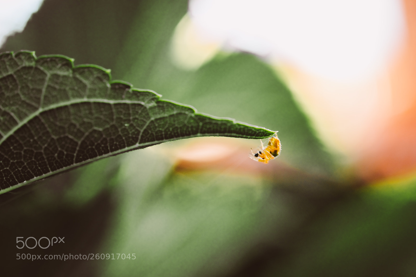 Nikon D850 sample photo. Macro photography of insects photography