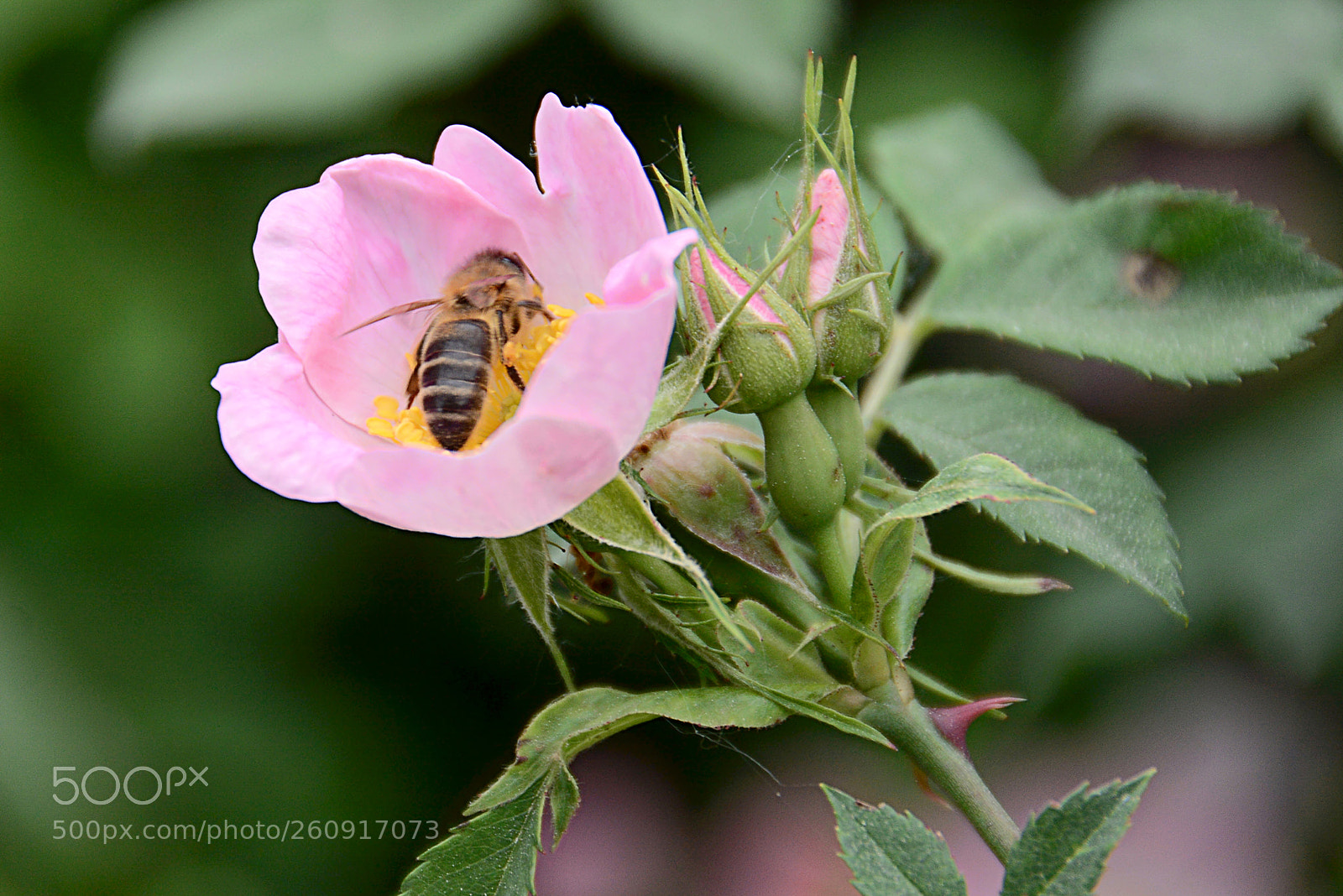 Nikon D7100 sample photo. Bany de pol-len pollen photography