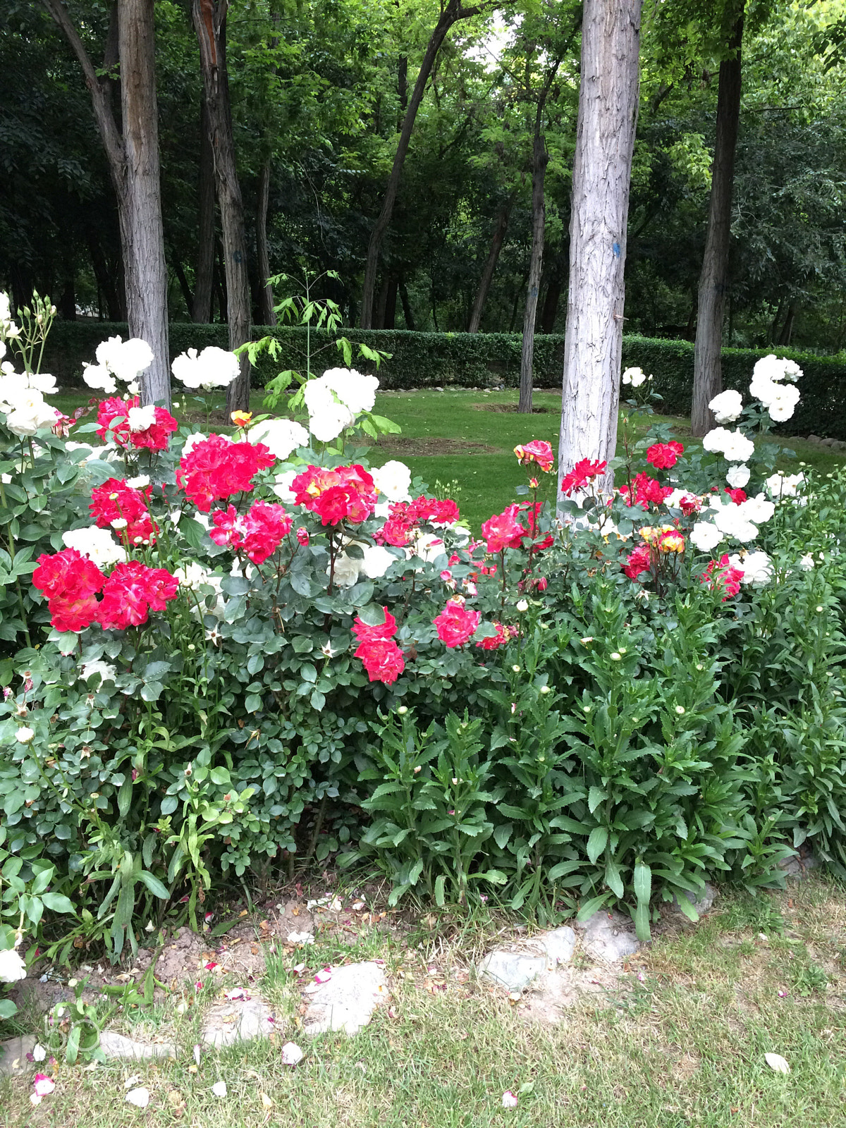 Apple iPhone 5s sample photo. Flowers photography