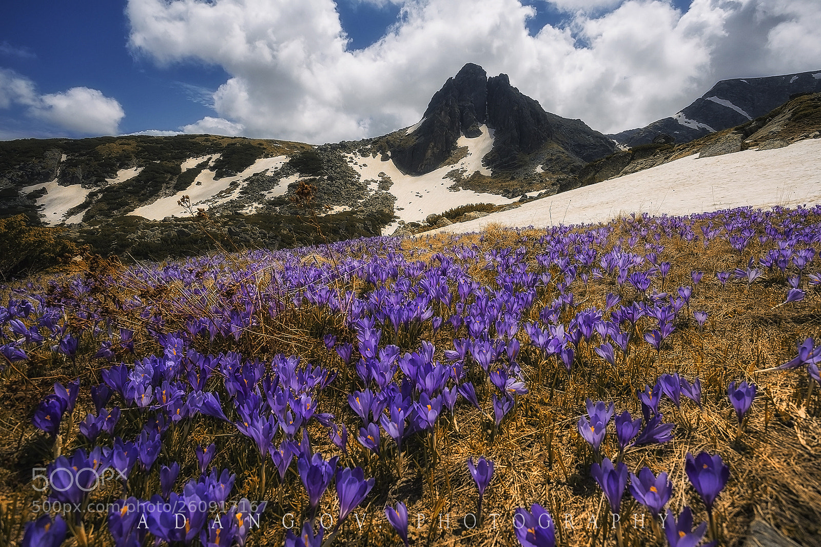 Canon EOS 6D sample photo. Crocuses photography