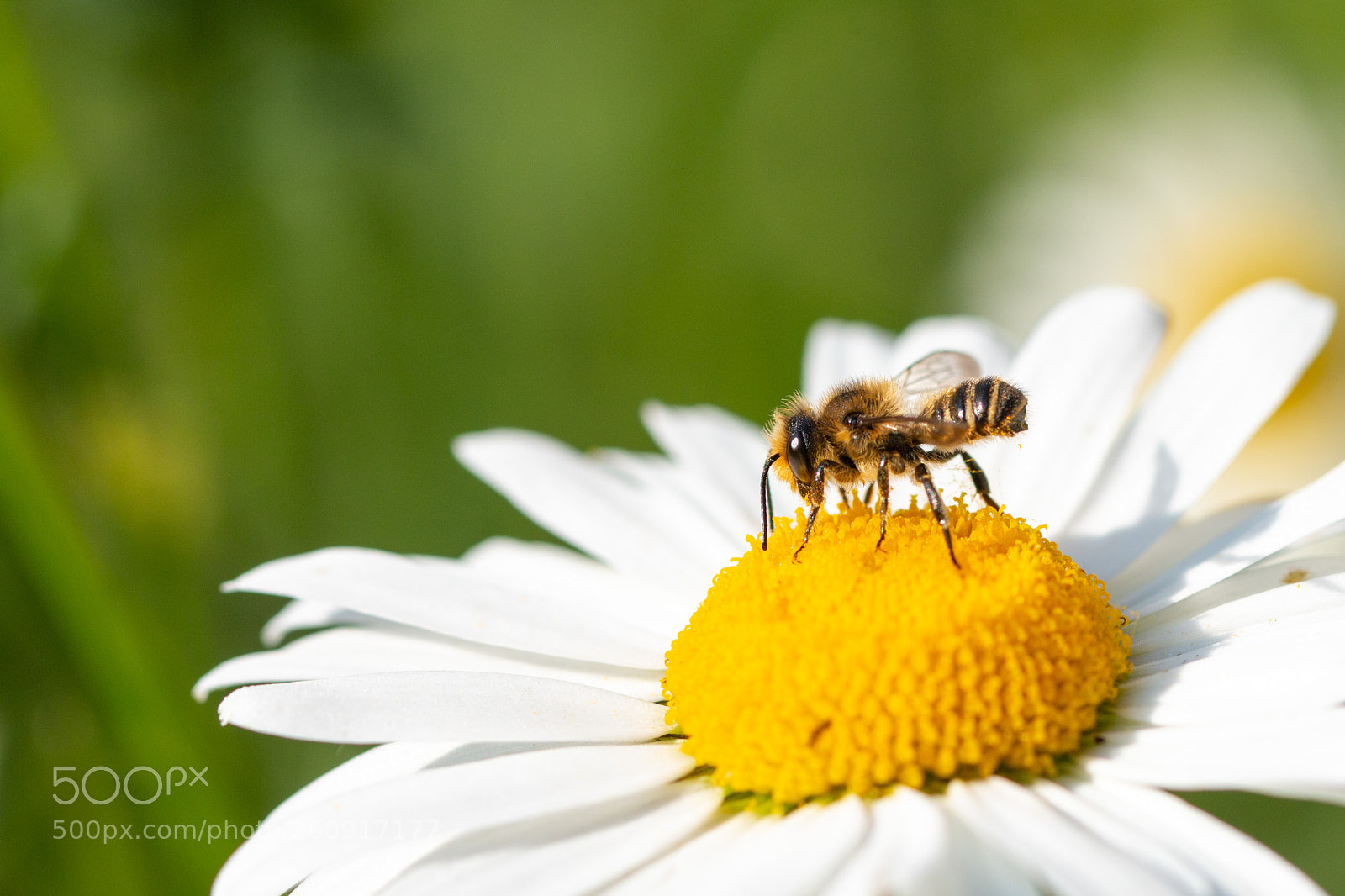 Canon EOS 70D sample photo. Feeding bee photography
