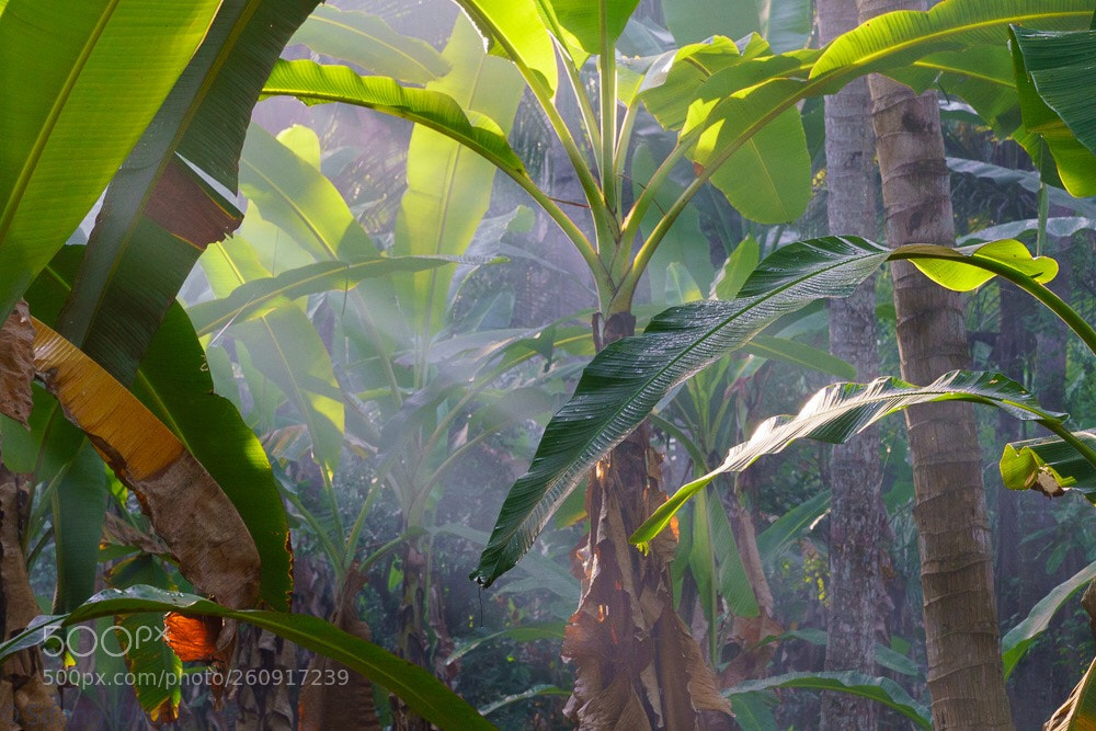 Sony a7R III sample photo. Bali village photography