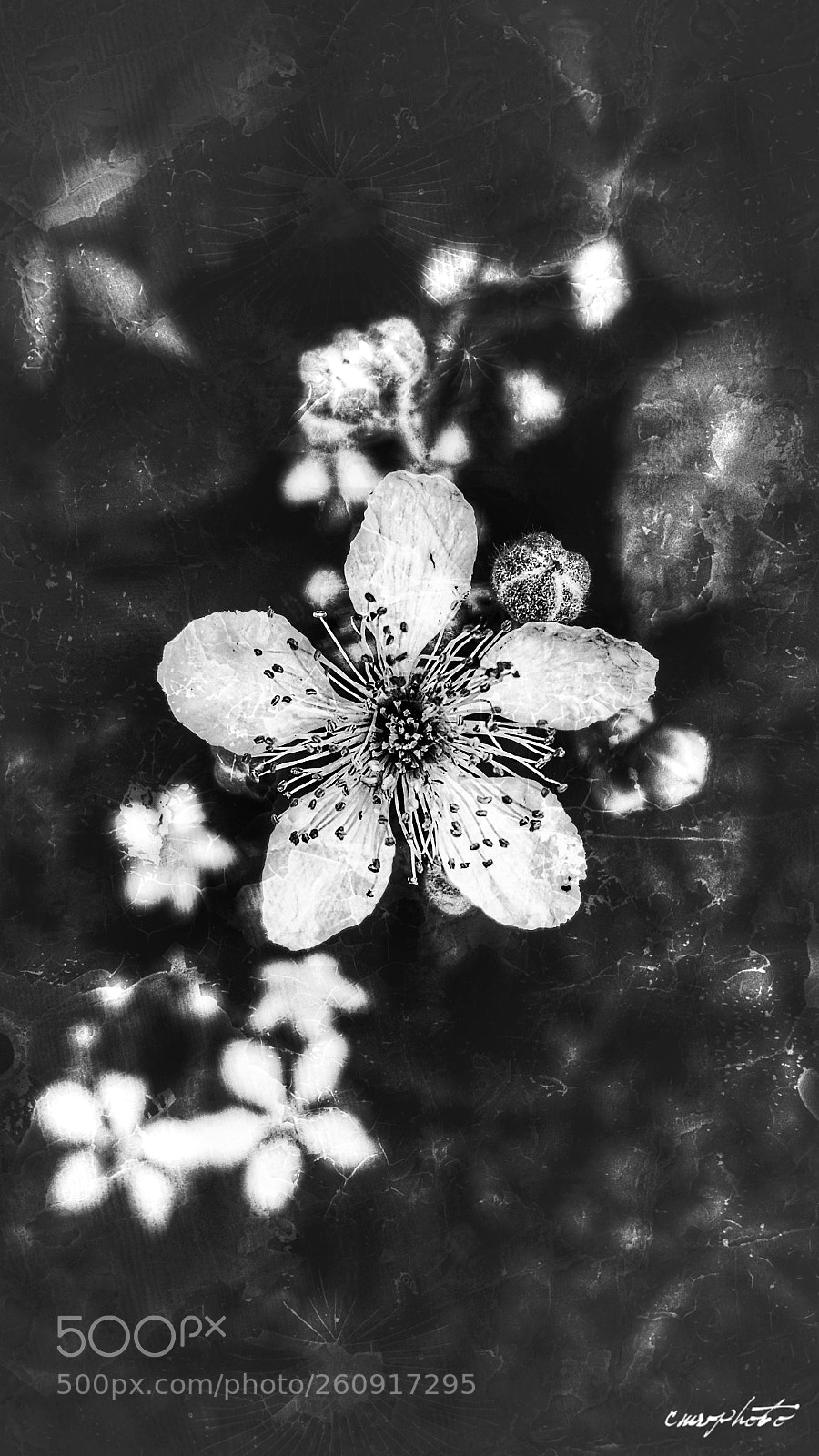 Samsung Galaxy S6 sample photo. Delicate in black and photography