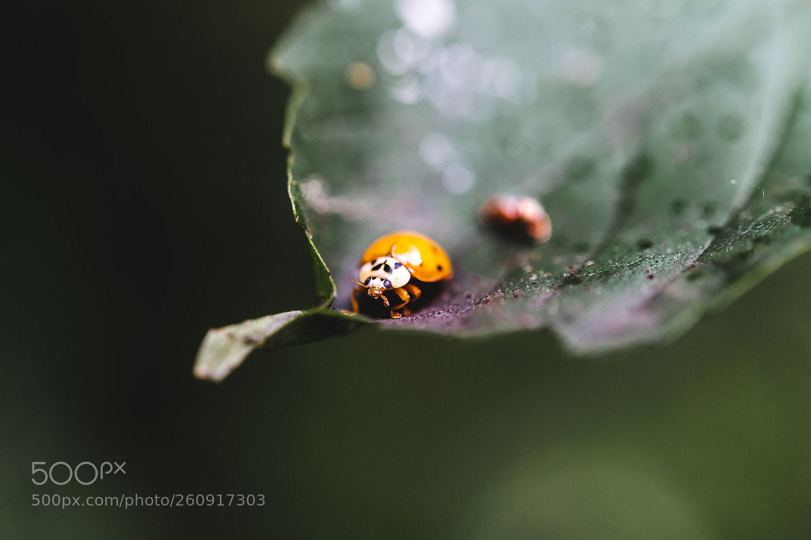 Nikon D850 sample photo. Macro photography of insects photography