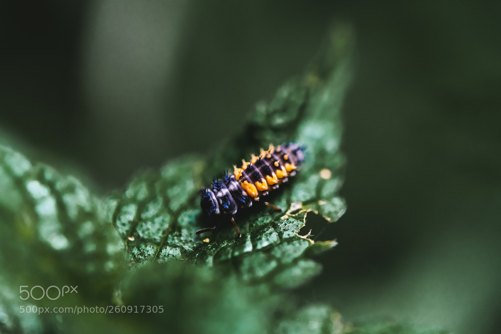 Nikon D850 sample photo. Macro photography of insects photography