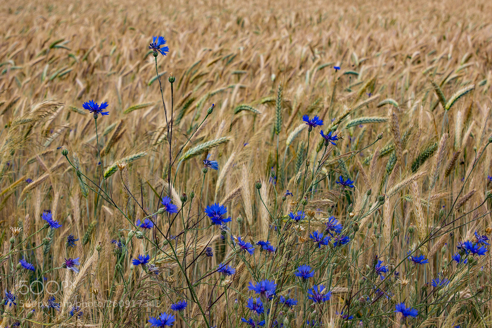 Canon EOS 60D sample photo. Blaue feldblumen photography