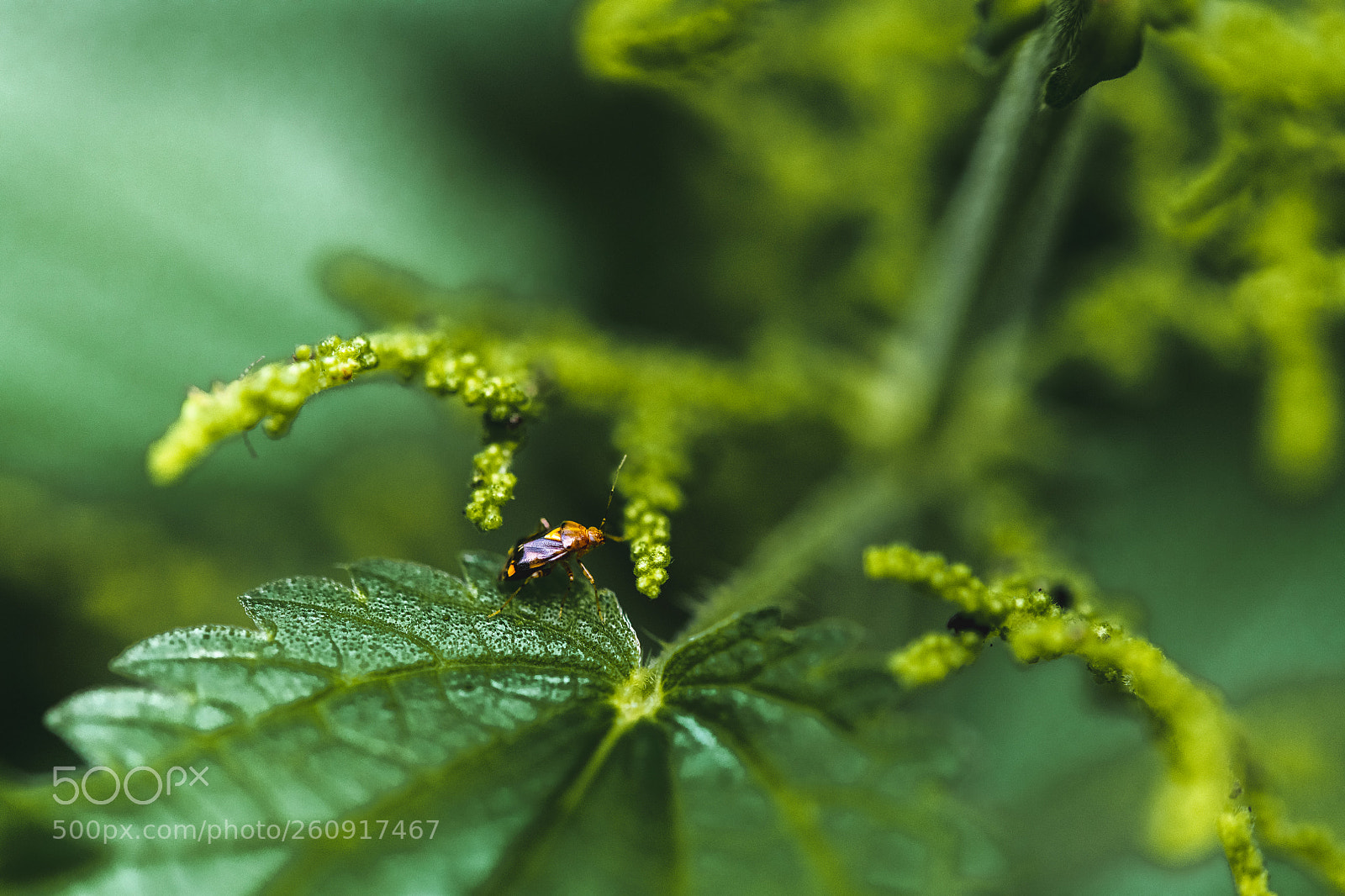 Nikon D850 sample photo. Macro photography of insects photography