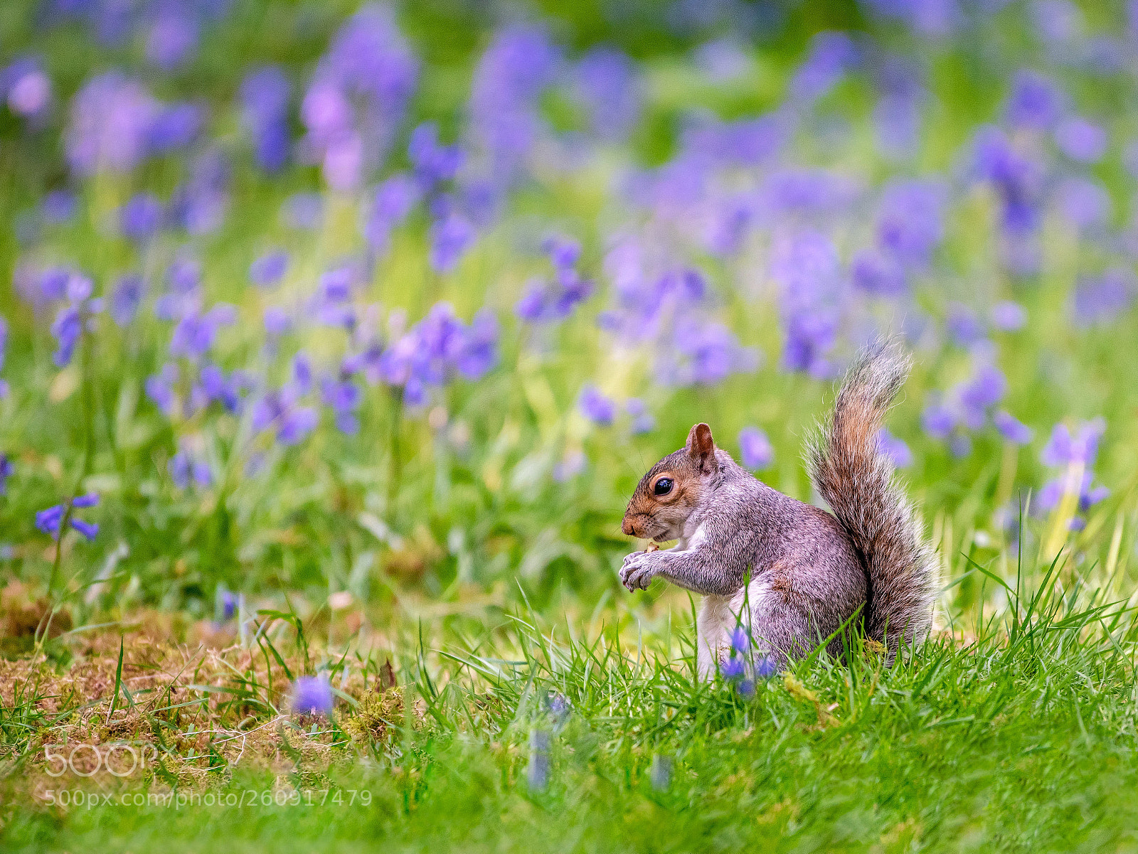 Nikon D810 sample photo. Grey squirrel in the photography