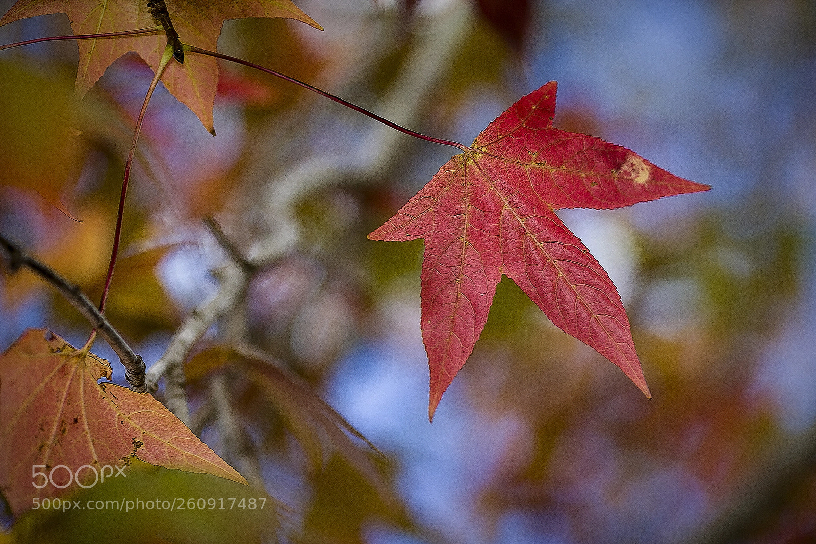 Canon EOS 6D sample photo. Last maple of autumn photography