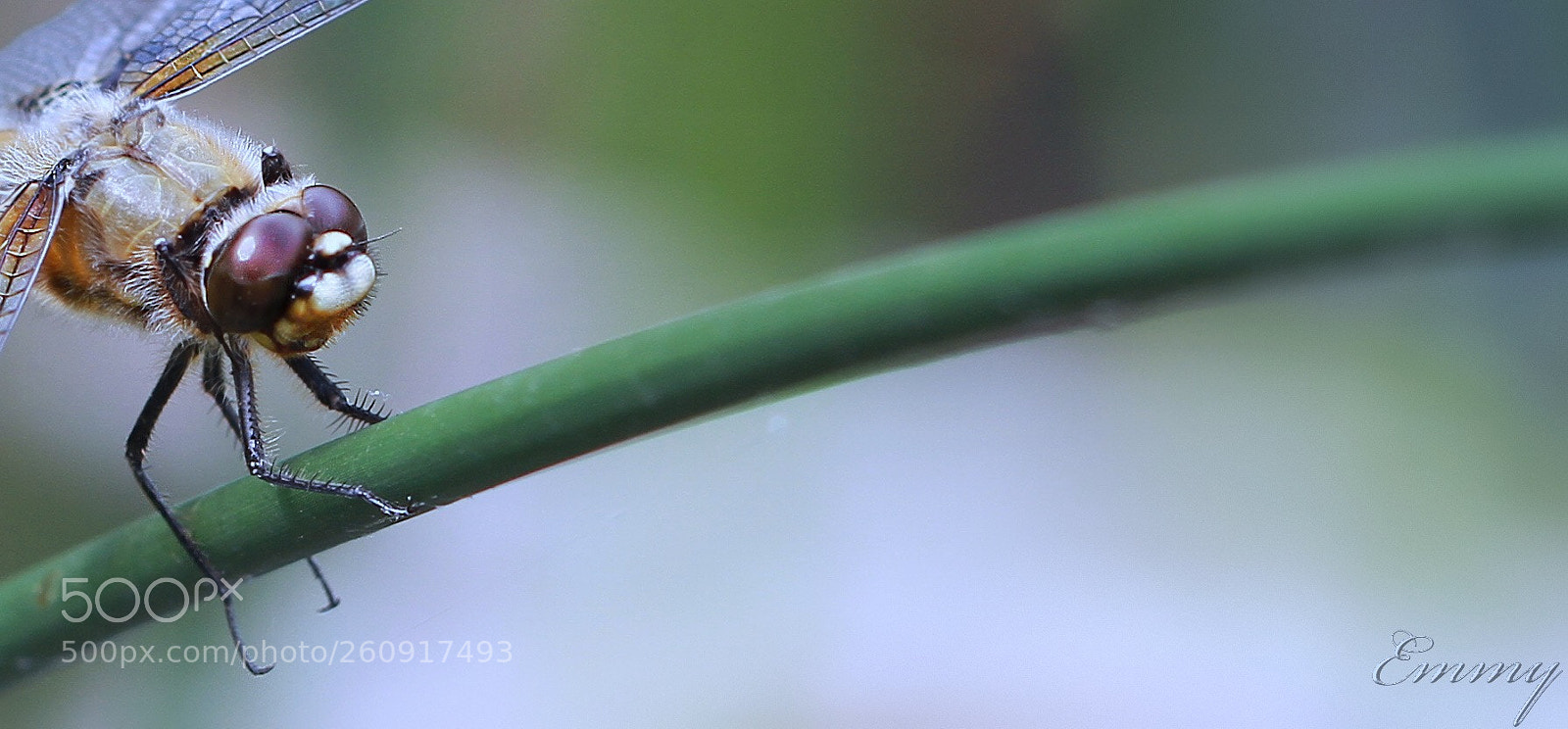 Canon EOS 7D sample photo. Eyes photography