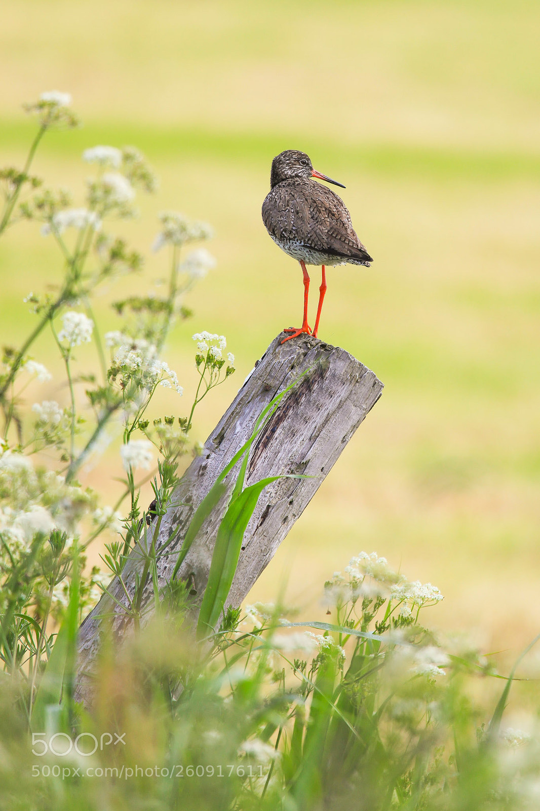 Canon EOS 5D Mark II sample photo. Redshank photography