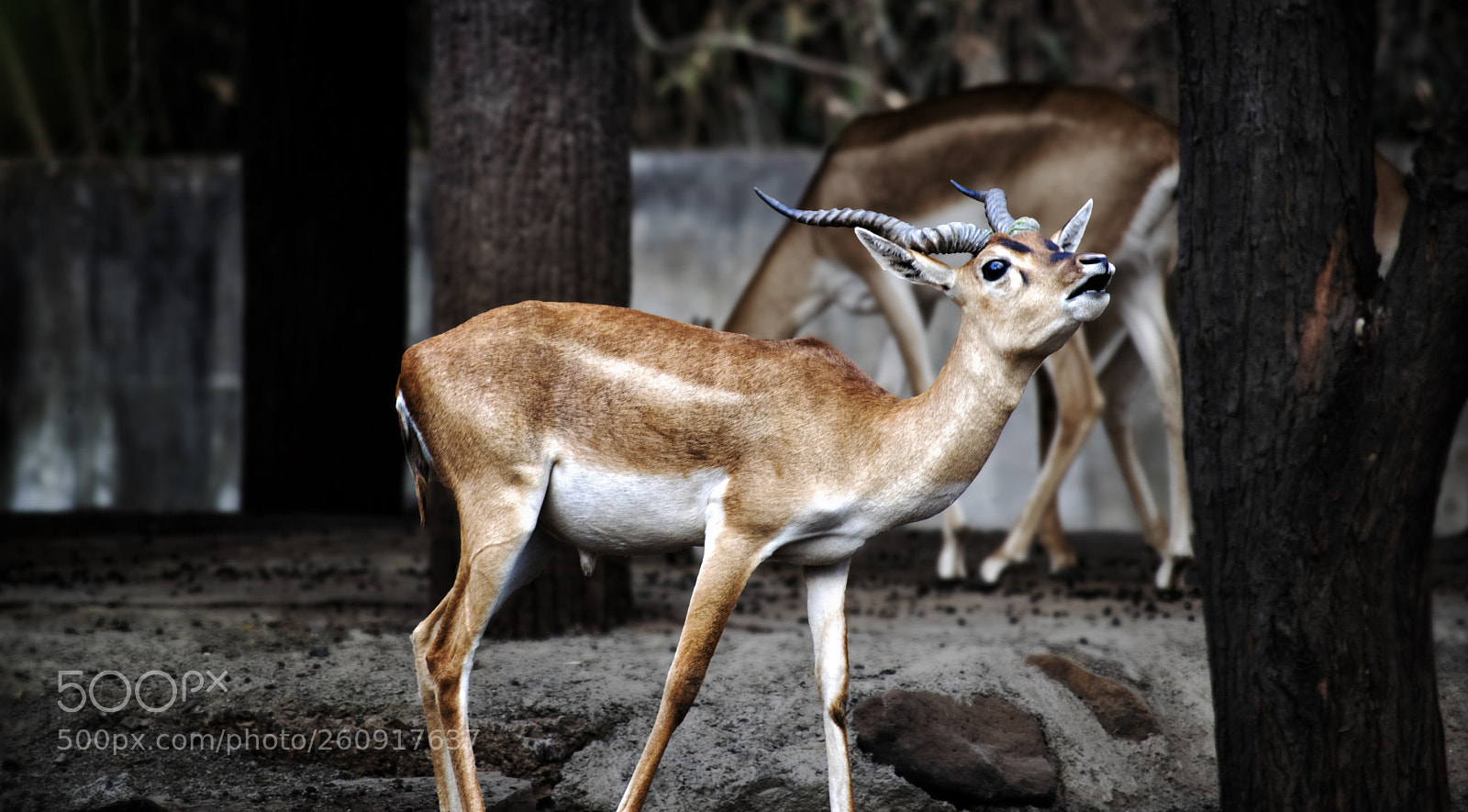 Nikon D5300 sample photo. Deer photography