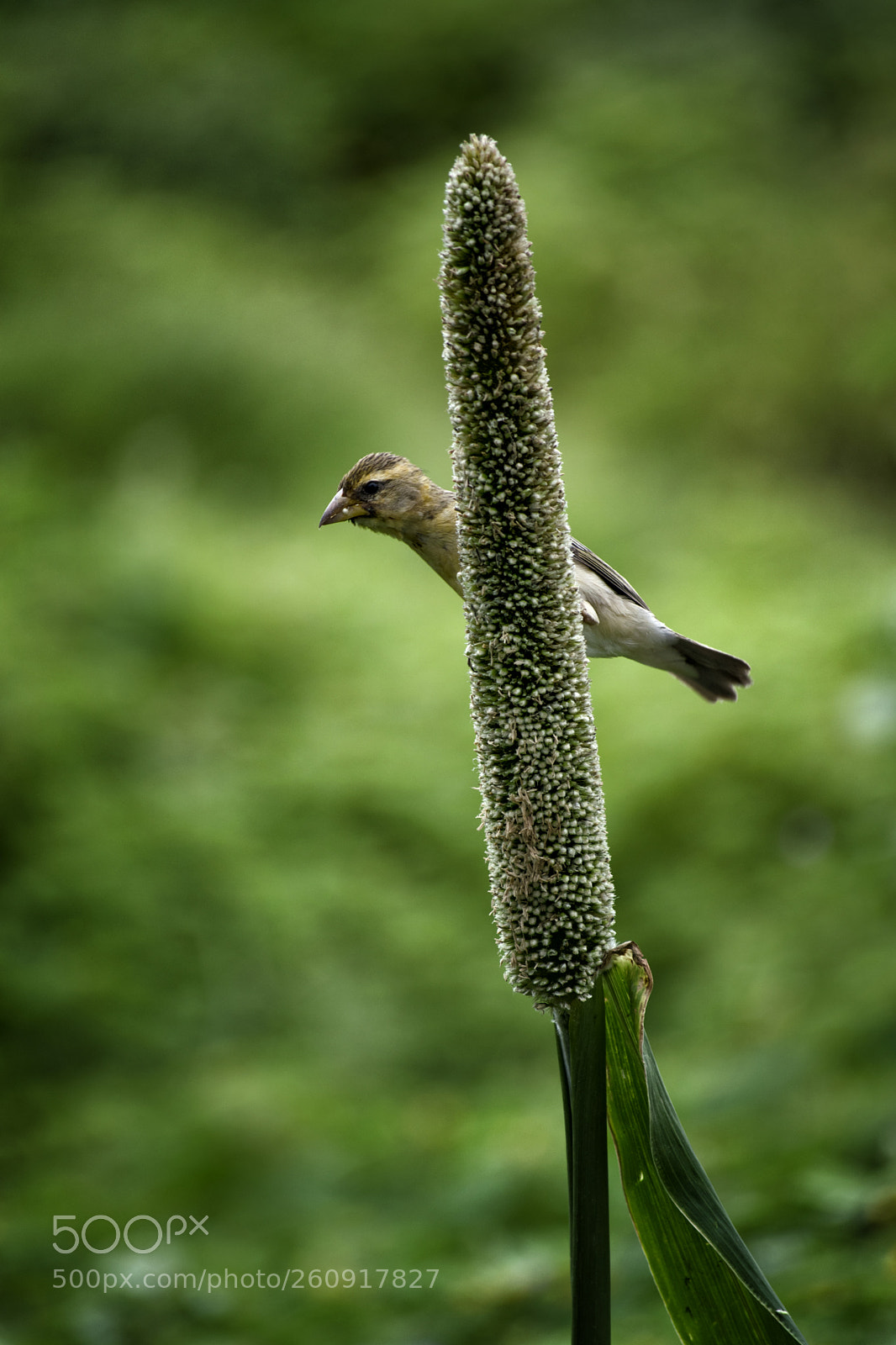 Nikon D5300 sample photo. Sparrow photography