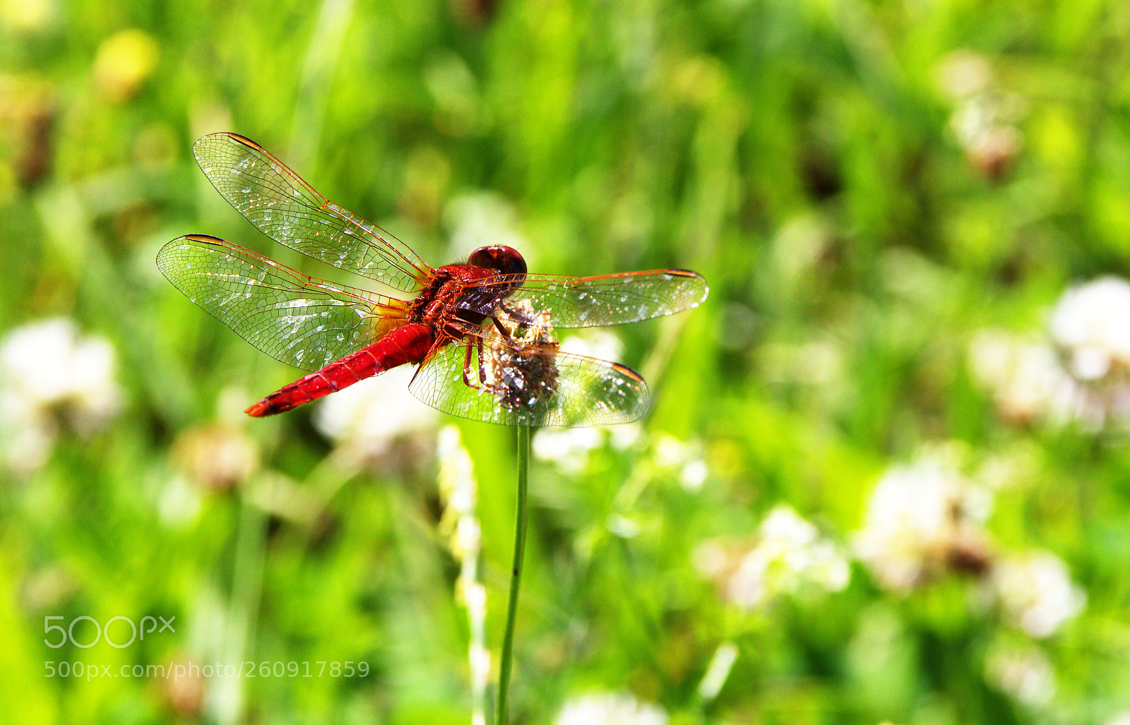 Canon EOS 600D (Rebel EOS T3i / EOS Kiss X5) sample photo. Scarlet dragonfly photography