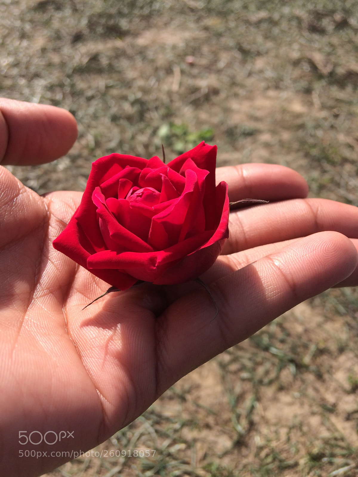 Apple iPhone 5s sample photo. Img photography