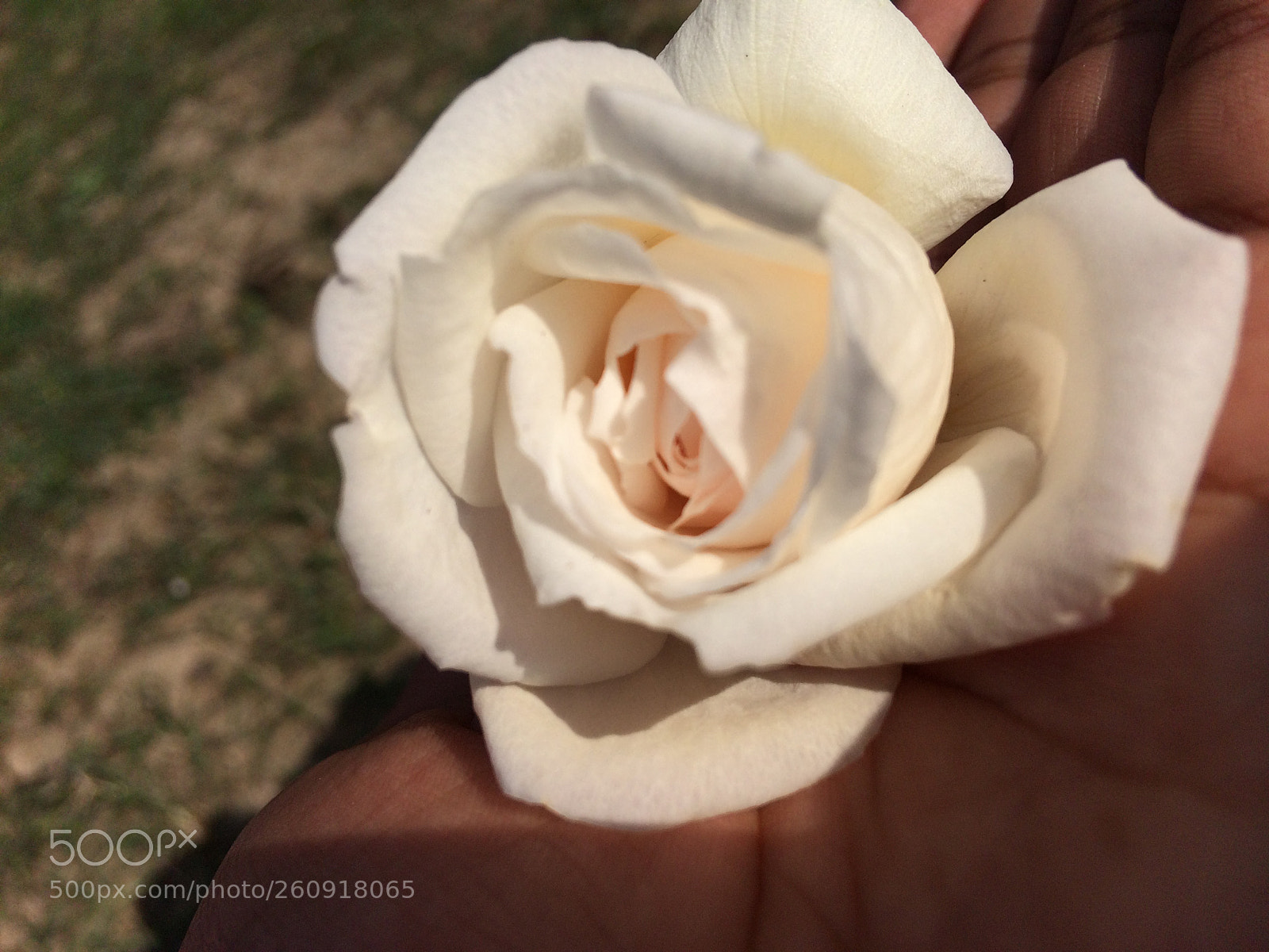 Apple iPhone 5s sample photo. Img photography