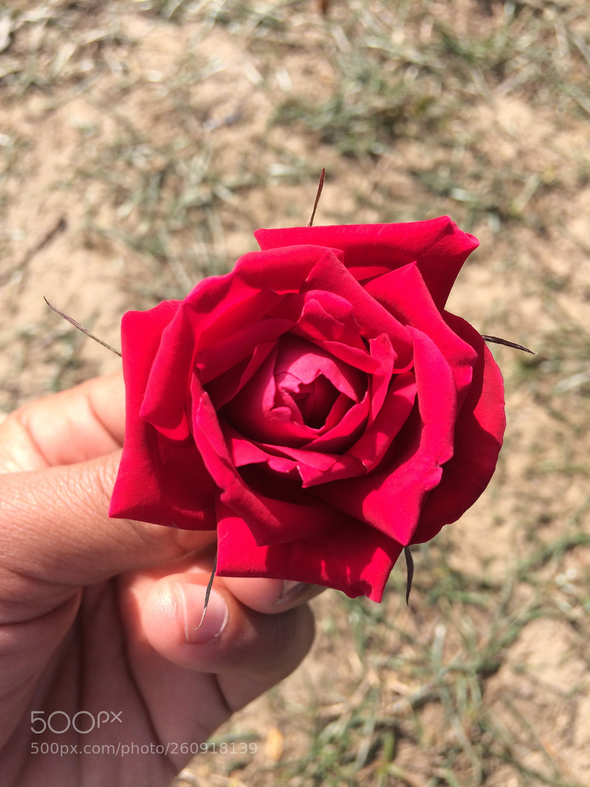 Apple iPhone 5s sample photo. Img photography