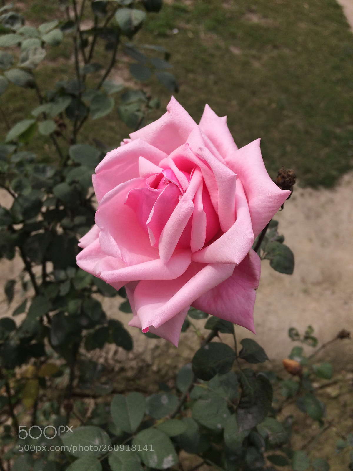 Apple iPhone 5s sample photo. Img photography