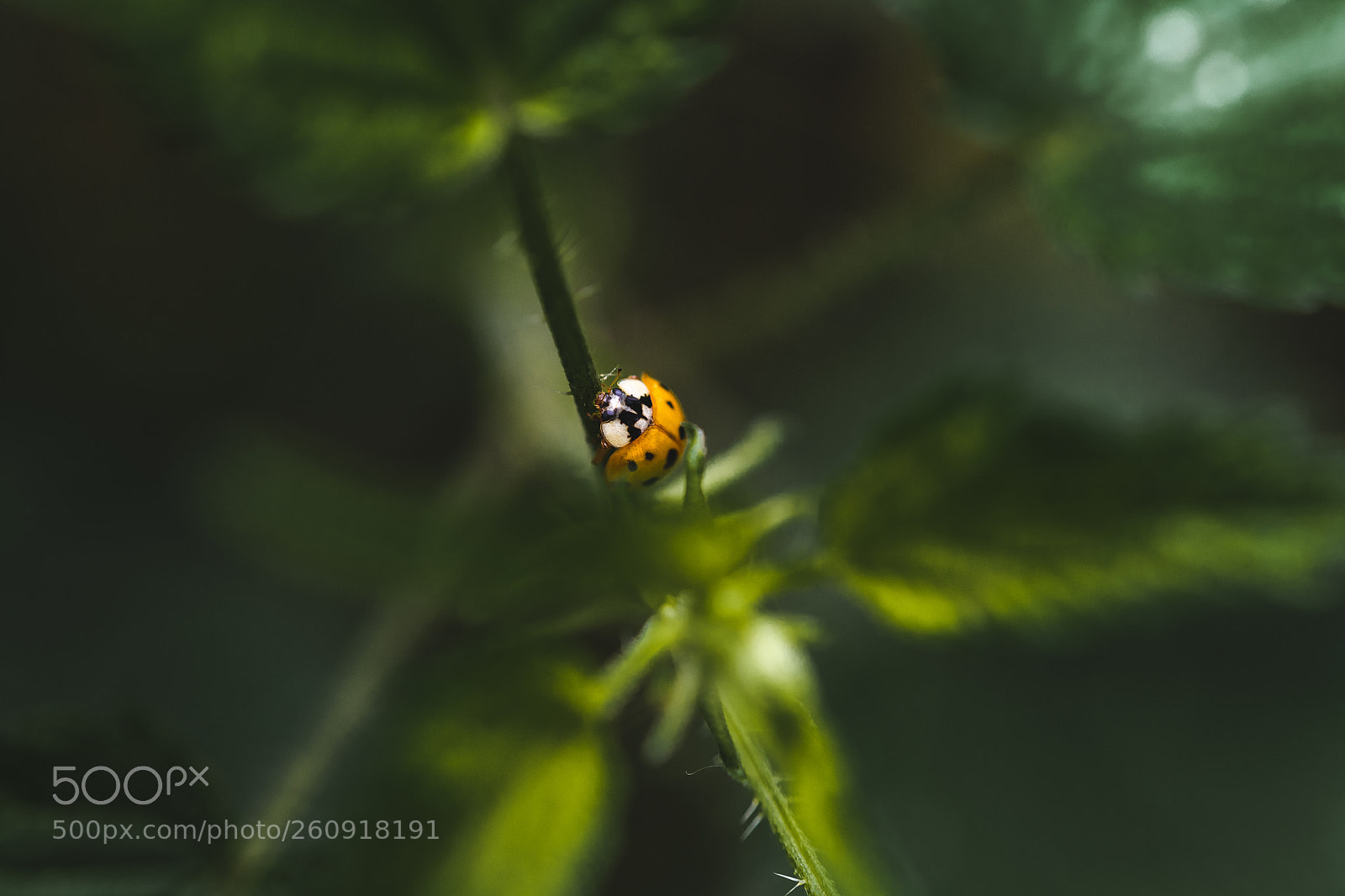 Nikon D850 sample photo. Macro photography of insects photography