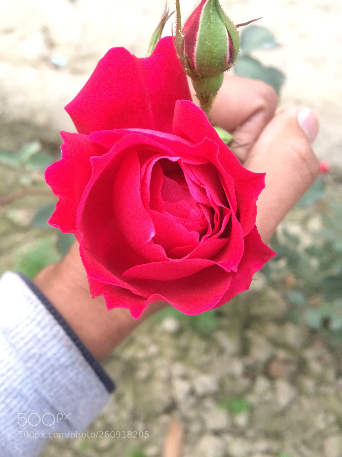 Apple iPhone 5s sample photo. Img photography
